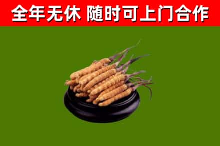 西藏烟酒回收冬虫夏草.jpg